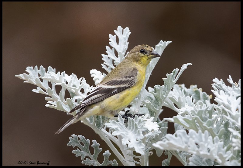 _B213686 lesser goldfinch female.jpg